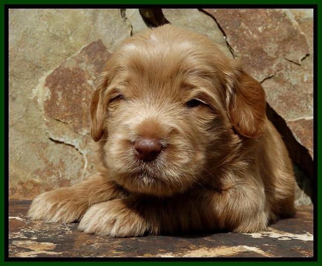 Penny Champ pups 3 wks old 71