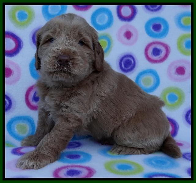 Penny Champ pups 4 wks old 101