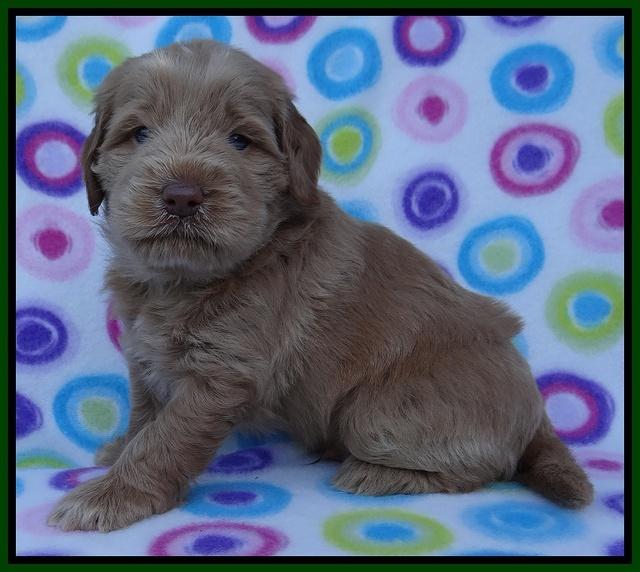 Penny Champ pups 4 wks old 91