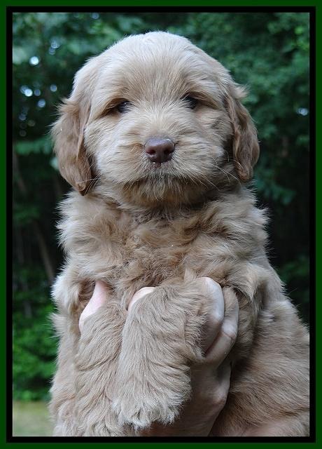 Penny Champ pups 6 wks old 11