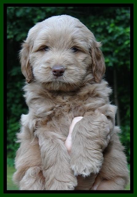 Penny Champ pups 6 wks old 21