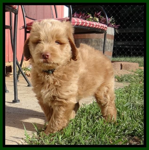 Penny Champ pups 7 weeks old 161