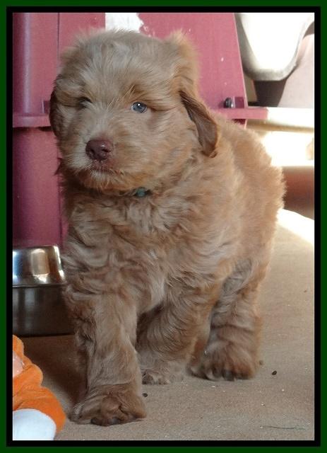 Penny Champ pups 7 weeks old 201