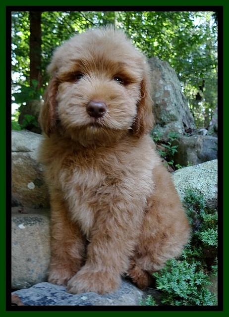 Penny Champ pups 8 weeks old 520