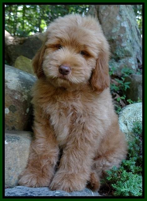 Penny Champ pups 8 weeks old 720