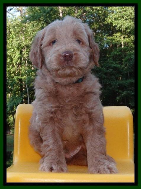 Penny Champion pups 5 wks old 51
