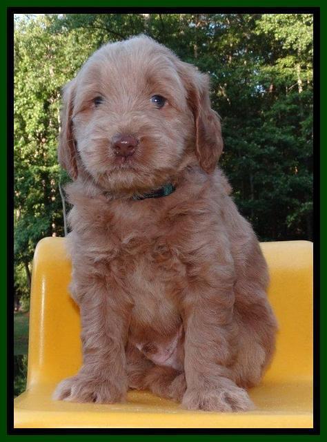 Penny Champion pups 5 wks old 71