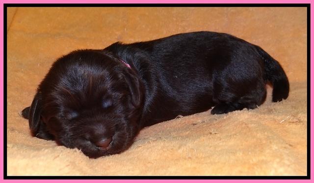 Penny Champ pups 1 wk old 41