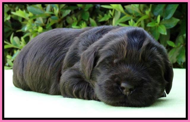 Penny Champ pups 2 weeks old 61