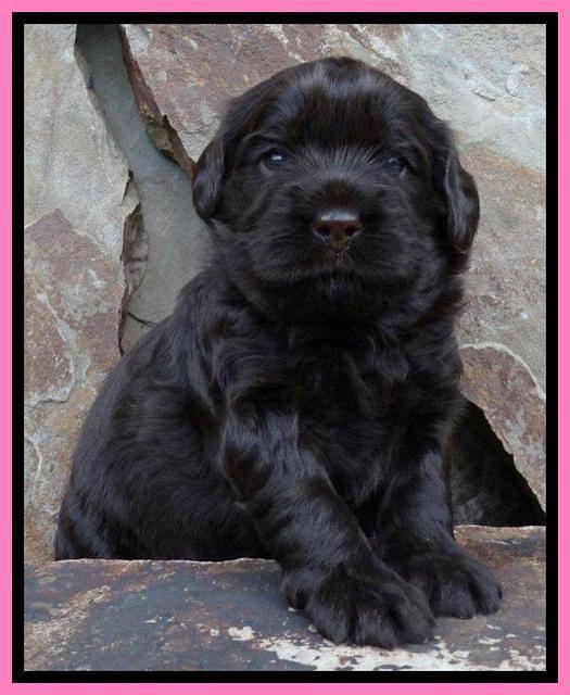Penny Champ pups 3 wks old 101