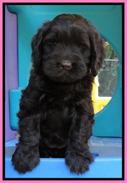 Penny Champ pups 6 wks old 51