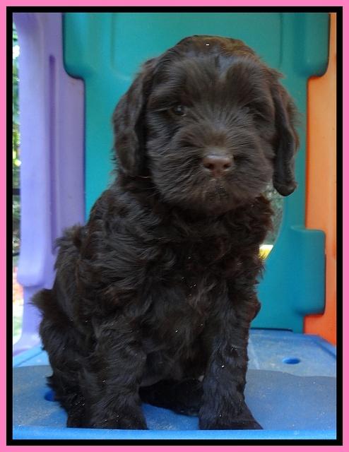 Penny Champ pups 6 wks old 61