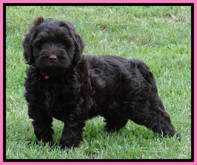 Penny Champ pups 7 weeks old 131