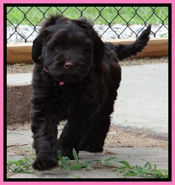Penny Champ pups 7 weeks old 151