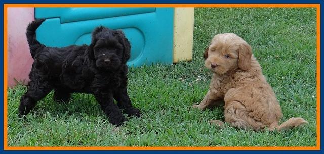 Penny Champ pups 7 weeks old 71
