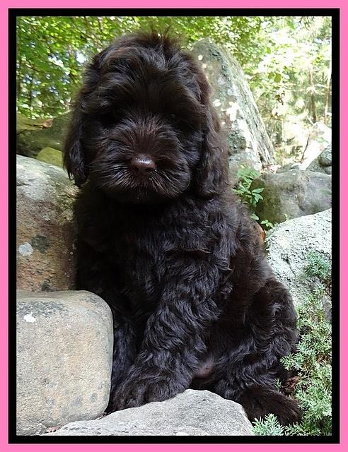 Penny Champ pups 8 weeks old 340