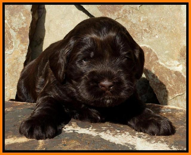 Penny Champ pups 3 wks old 111