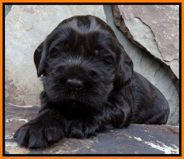 Penny Champ pups 3 wks old 131