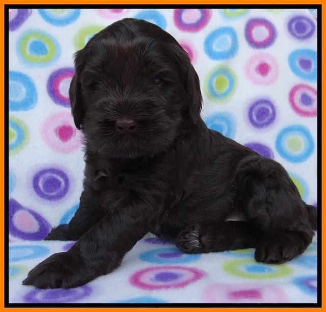 Penny Champ pups 4 wks old 131