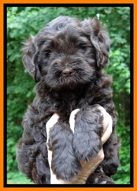 Penny Champ pups 6 wks old 141