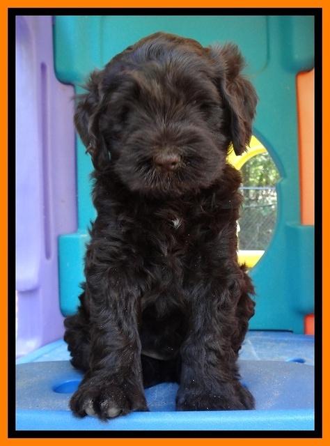 Penny Champ pups 6 wks old 161