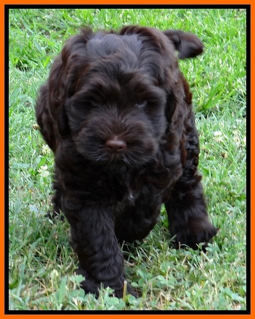 Penny Champ pups 7 weeks old 111