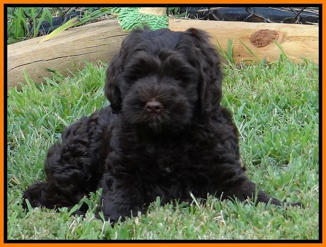 Penny Champ pups 7 weeks old 81