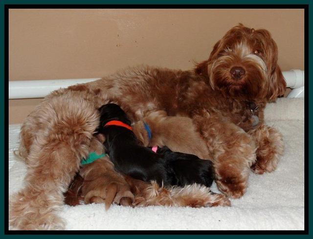 Penny Champ pups 1 wk old group 11