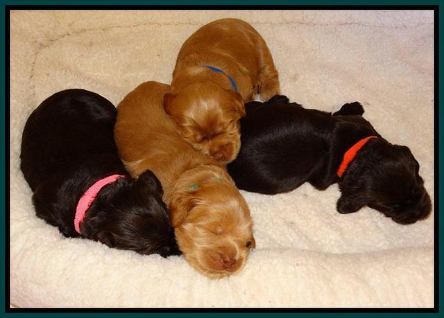 Penny Champ pups 2 weeks old 299