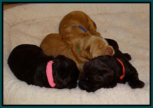 Penny Champ pups 2 weeks old 399