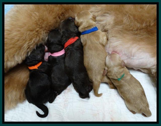 Penny Champ pups newborn 11