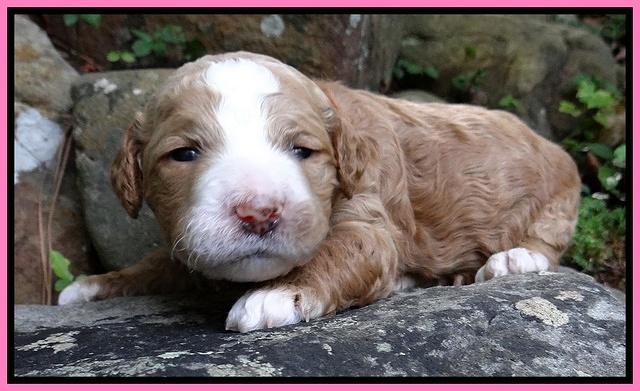 Dawn Ruler pups 2 wks old 11