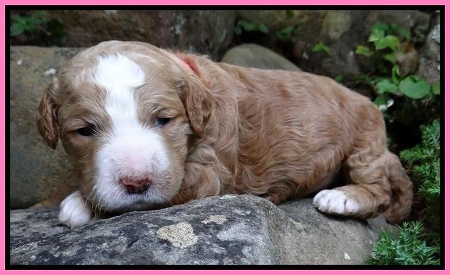 Dawn Ruler pups 2 wks old 31