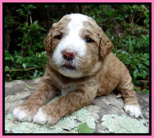 Dawn Ruler pups 3 wks old 11