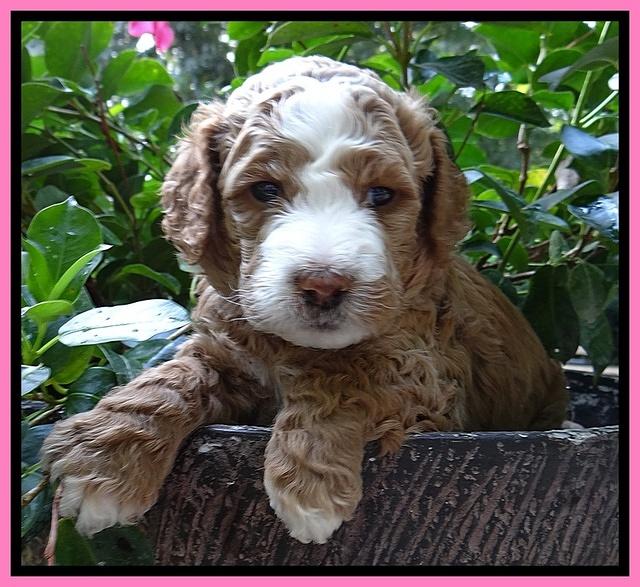 Dawn Ruler pups 4 wks old 11