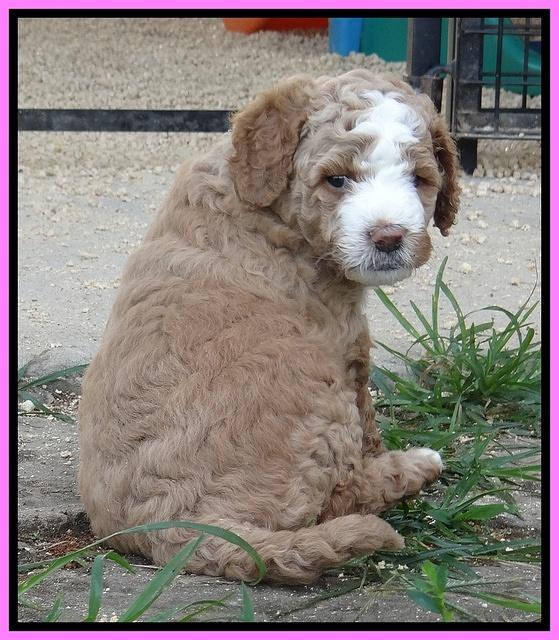 Dawn Ruler pups 5 wks old 1200