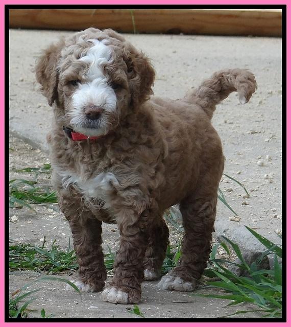 Dawn Ruler pups 5 wks old 3200