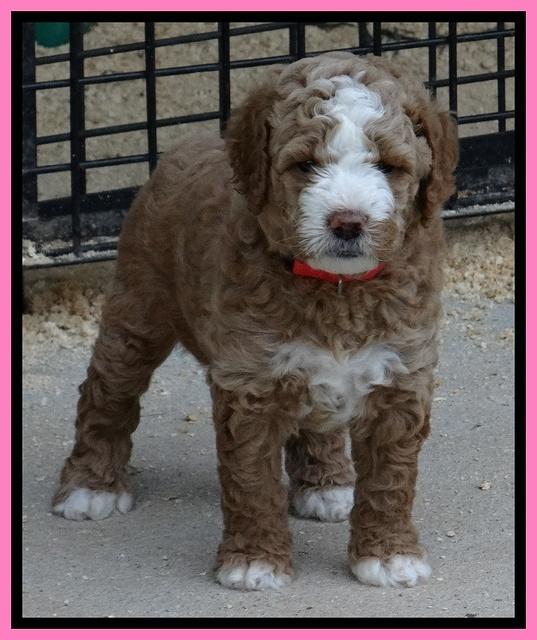 Dawn Ruler pups 5 wks old 7500