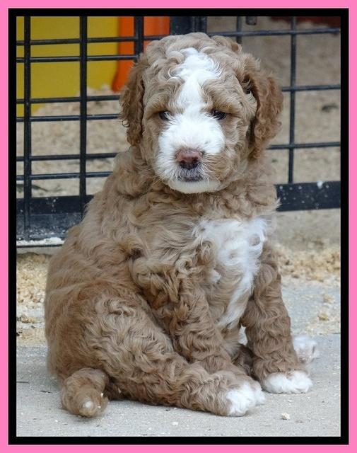 Dawn Ruler pups 5 wks old 9500