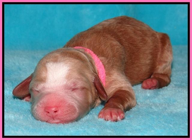 Dawn Ruler pups pups 1 day old 21