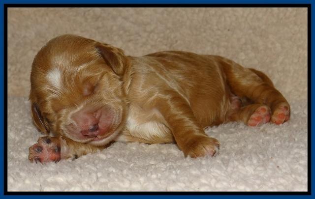 Dawn Ruler pups 1 wk old 61