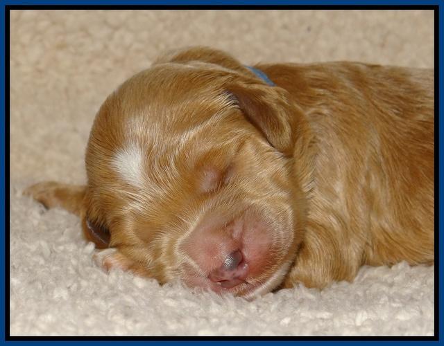 Dawn Ruler pups 1 wk old 81