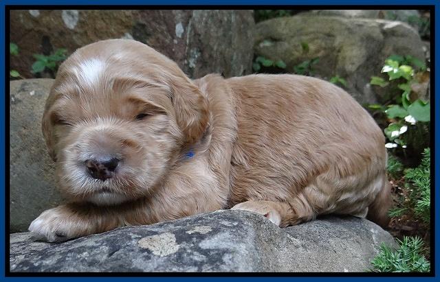 Dawn Ruler pups 2 wks old 61