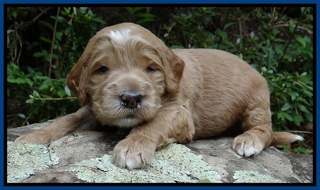 Dawn Ruler pups 3 wks old 61