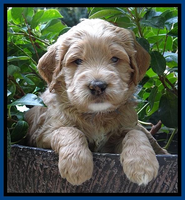 Dawn Ruler pups 4 wks old 51