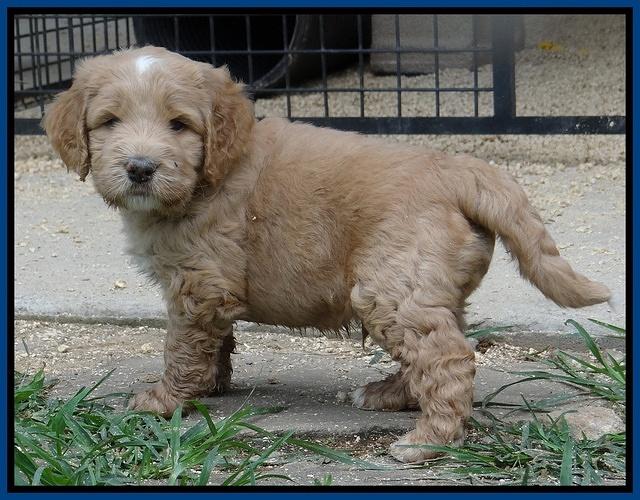 Dawn Ruler pups 5 wks old 8400