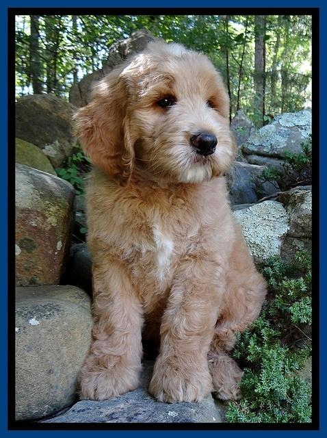 Dawn Ruler pups 8 wks old 3!