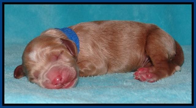 Dawn Ruler pups pups 1 day old 61