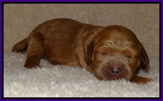Dawn Ruler pups 1 wk old 111