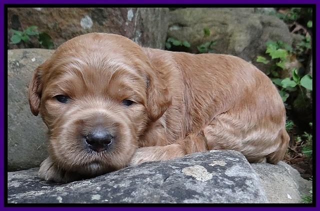 Dawn Ruler pups 2 wks old 71